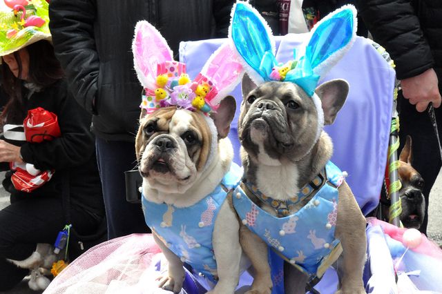 A photo of two Easter pups